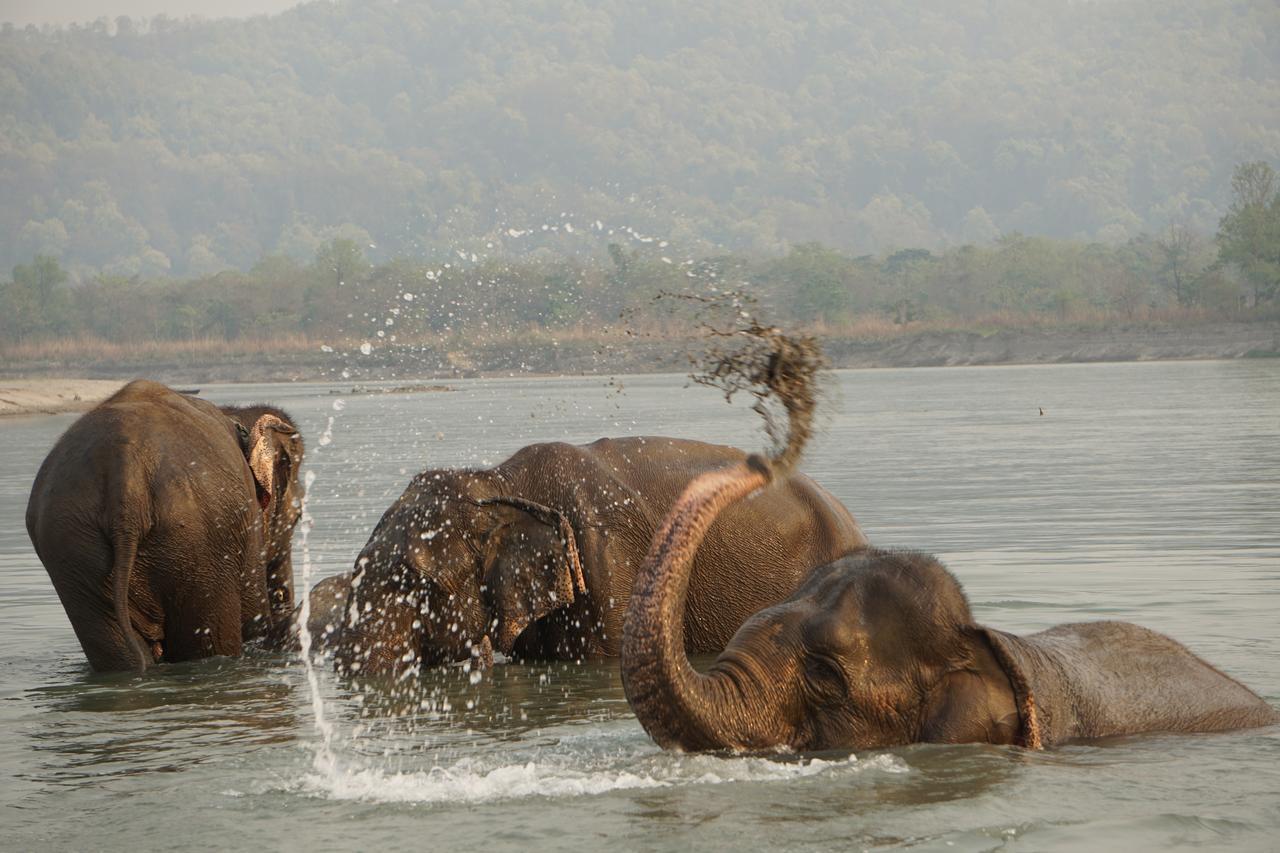 Tiger Tops Tharu Lodge Chitwan Exterior photo