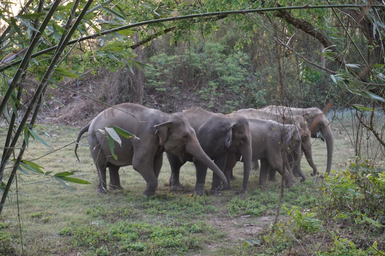 Tiger Tops Tharu Lodge Chitwan Exterior photo
