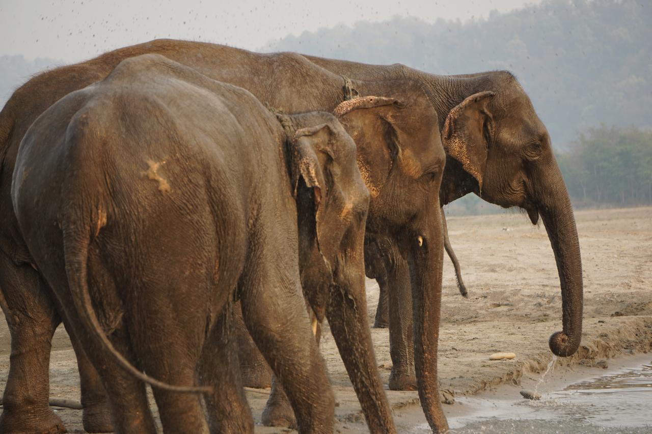 Tiger Tops Tharu Lodge Chitwan Exterior photo