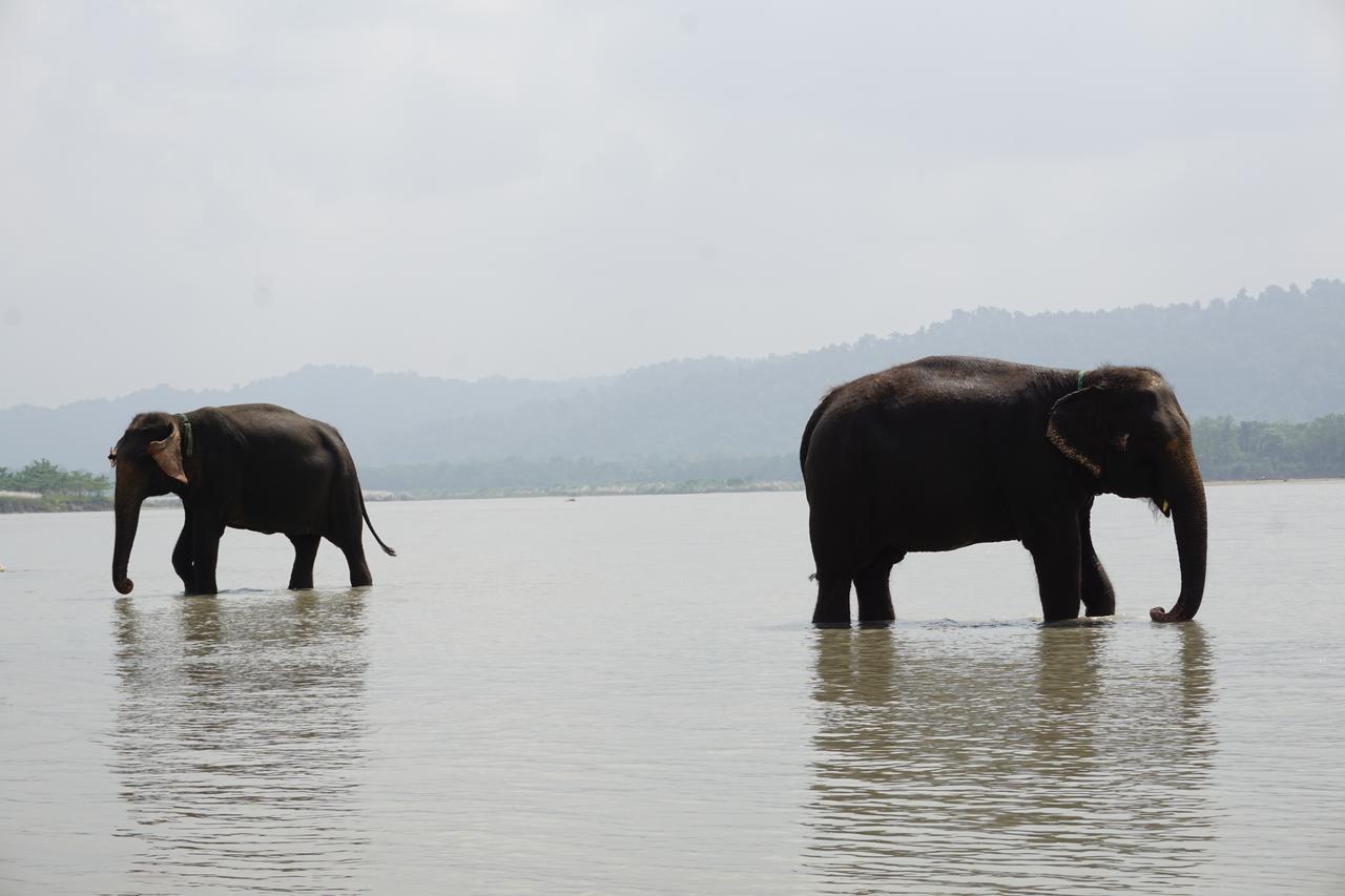 Tiger Tops Tharu Lodge Chitwan Exterior photo